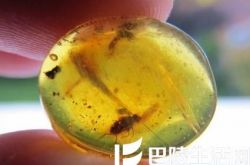 从细节上辨别虫珀真伪