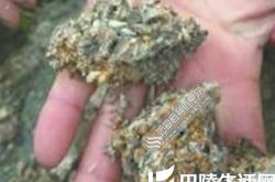 三苏祠生擒蚁后 兵蚁呈“托举”状保护其逃跑