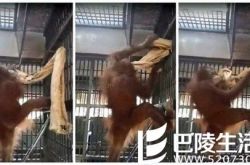 泰国猩猩用毯子自制吊床 动作行云流水（图）