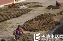 印度抢购牛粪饼 买家还要求精美包装
