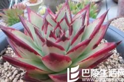 纯乌木多肉的鉴别及图片