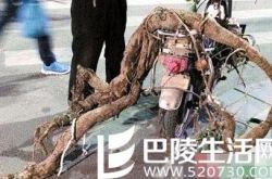 江西挖出巨型葛根 不求钱财只愿和家人共享精品葛粉
