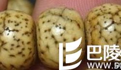 老星月菩提图片真假鉴别 开片老星月菩提怎么保养?