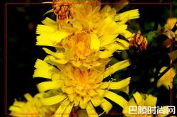 旋复花的药用价值是什么？旋复花的副作用