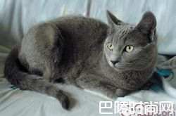 夏特尔猫价格及智商 夏特尔猫好养吗多少钱一只