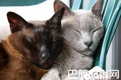 欧洲缅甸猫价格及智商 欧洲缅甸猫好养吗多少钱一只