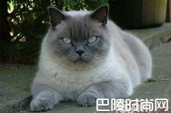 东奇尼猫价格及智商 东奇尼猫好养吗多少钱一只