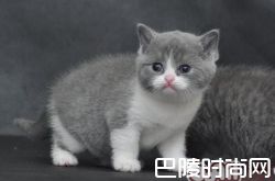 英国短毛猫价格及智商 英国短毛猫好养吗多少钱一只