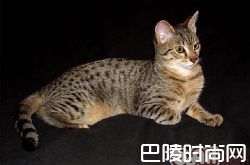 埃及猫价格及智商 埃及猫好养吗多少钱一只
