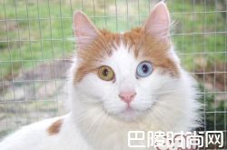 土耳其梵猫价格及智商 土耳其梵猫好养吗多少钱一只