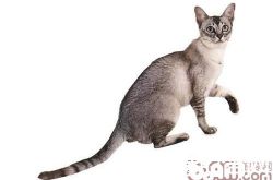 波米拉猫价格及智商 波米拉猫好养吗多少钱一只