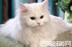 土耳其安哥拉猫价格及智商 土耳其安哥拉猫好养吗多少钱一只