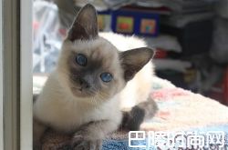 暹罗猫价格及智商 暹罗猫好养吗多少钱一只