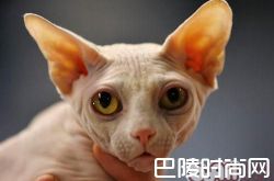 加拿大无毛猫价格及智商 加拿大无毛猫好养吗多少钱一只