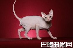 斯芬克斯猫价格及智商 斯芬克斯猫好养吗多少钱一只