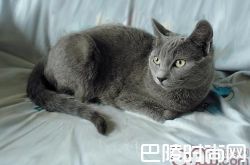 沙特尔猫价格及智商 沙特尔猫好养吗多少钱一只