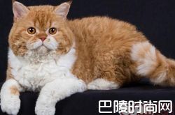 塞尔凯克卷毛猫价格及智商 塞尔凯克卷毛猫好养吗多少钱一只