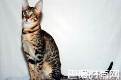 东方猫价格及智商 东方猫好养吗多少钱一只