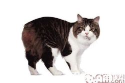 威尔士猫价格及智商 威尔士猫好养吗多少钱一只