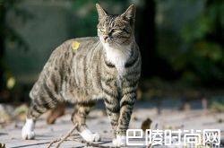 中国狸花猫价格及智商 中国狸花猫好养吗多少钱一只