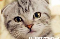 苏格兰折耳猫价格及智商 苏格兰折耳猫好养吗多少钱一只