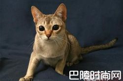 新加坡猫价格及智商 新加坡猫好养吗多少钱一只