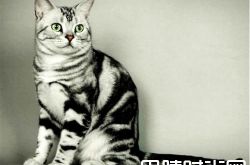 中华田园猫价格及智商 中华田园猫好养吗多少钱一只