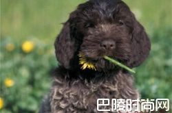 刚毛指示格里芬犬价格及智商 刚毛指示格里芬犬好养吗多少钱一只