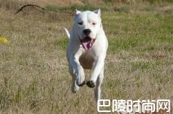 阿根廷杜高犬价格及智商 阿根廷杜高犬好养吗多少钱一只