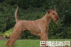 爱尔兰梗价格及智商 爱尔兰梗好养吗多少钱一只