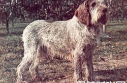 史毕诺犬价格及智商 史毕诺犬好养吗多少钱一只