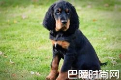 哥顿雪达犬价格及智商 哥顿雪达犬好养吗多少钱一只