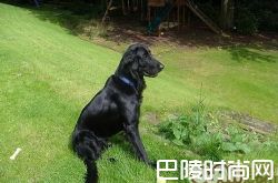 平毛寻回猎犬价格及智商 平毛寻回猎犬好养吗多少钱一只