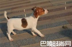 平毛猎狐梗价格及智商 平毛猎狐梗好养吗多少钱一只