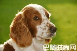 威尔士史宾格犬价格及智商 威尔士史宾格犬好养吗多少钱一只