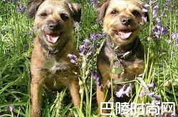 边境梗价格及智商 边境梗好养吗多少钱一只