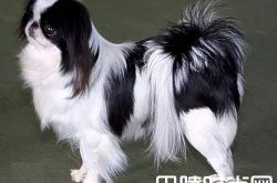 日本仲价格及智商 日本仲好养吗多少钱一只