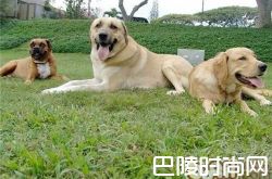 安娜图牧羊犬价格及智商 安娜图牧羊犬好养吗多少钱一只