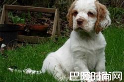 克伦伯猎鹬犬价格及智商 克伦伯猎鹬犬好养吗多少钱一只