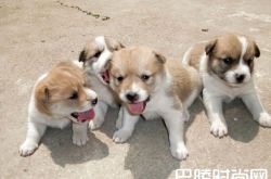 中华田园犬价格及智商 中华田园犬好养吗多少钱一只