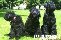 黑俄罗斯梗价格及智商 黑俄罗斯梗好养吗多少钱一只