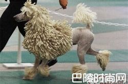 可蒙犬价格及智商 可蒙犬好养吗多少钱一只