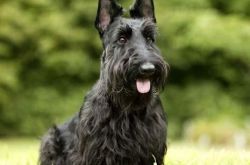 苏格兰梗价格及智商 苏格兰梗好养吗多少钱一只