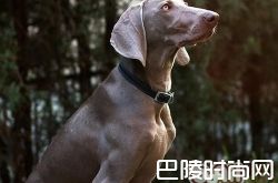 威玛猎犬价格及智商 威玛猎犬好养吗多少钱一只