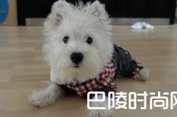 西高地白梗价格及智商 西高地白梗好养吗多少钱一只