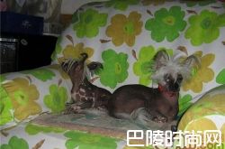 中国冠毛犬价格及智商 中国冠毛犬好养吗多少钱一只
