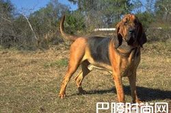 寻血猎犬价格及智商 寻血猎犬好养吗多少钱一只