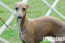 意大利灵缇犬价格及智商 意大利灵缇犬好养吗多少钱一只