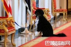 葡萄牙水犬价格及智商 葡萄牙水犬好养吗多少钱一只