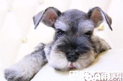 迷你雪纳瑞价格及智商 迷你雪纳瑞好养吗多少钱一只